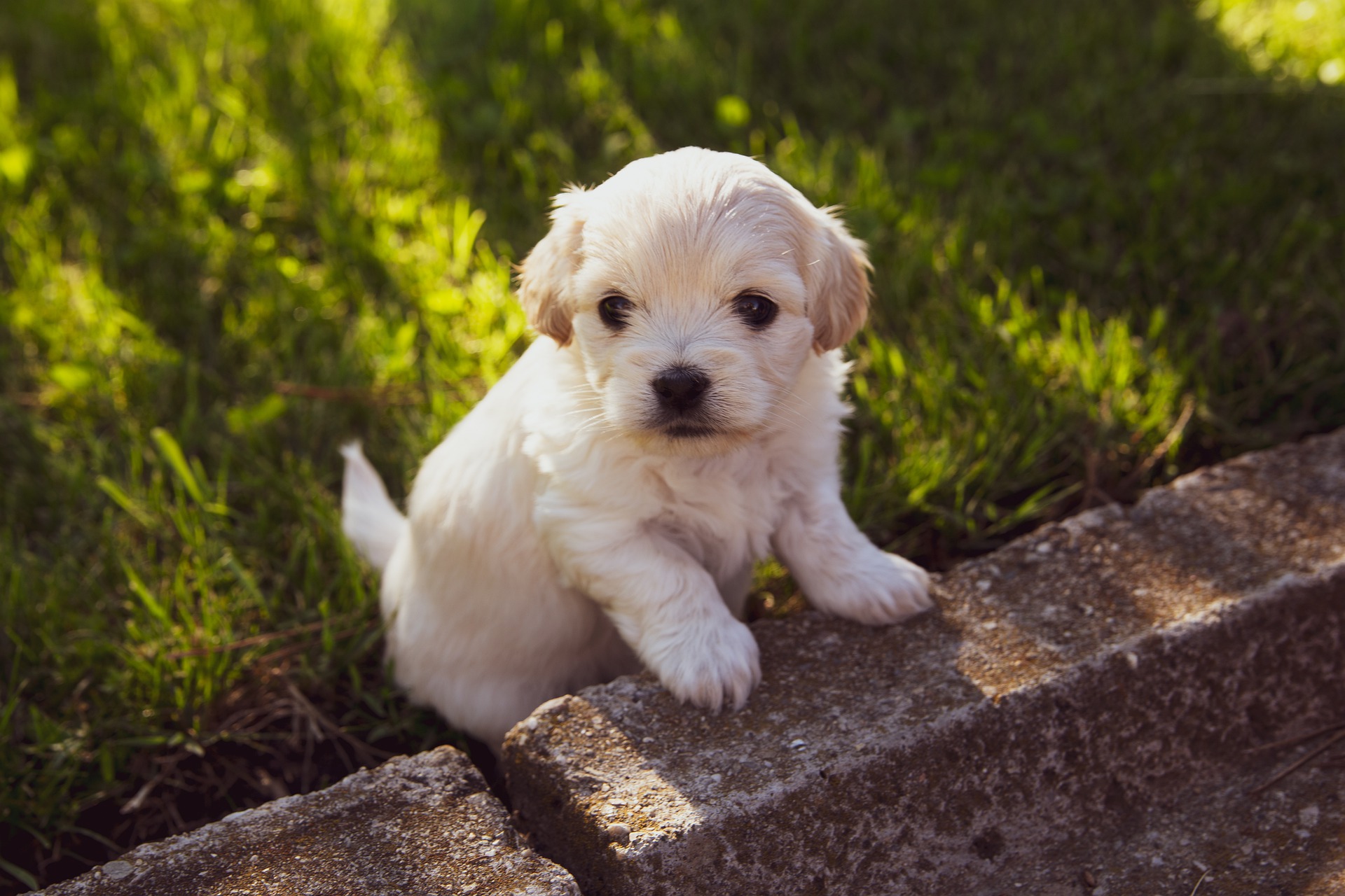 small puppy on wall
